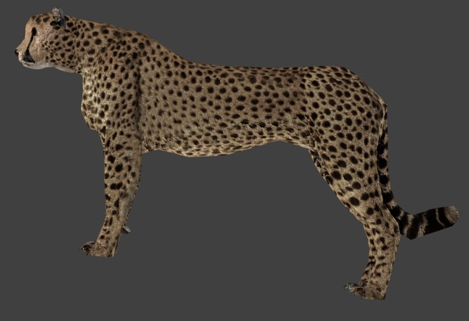 Cheetah preview image 1